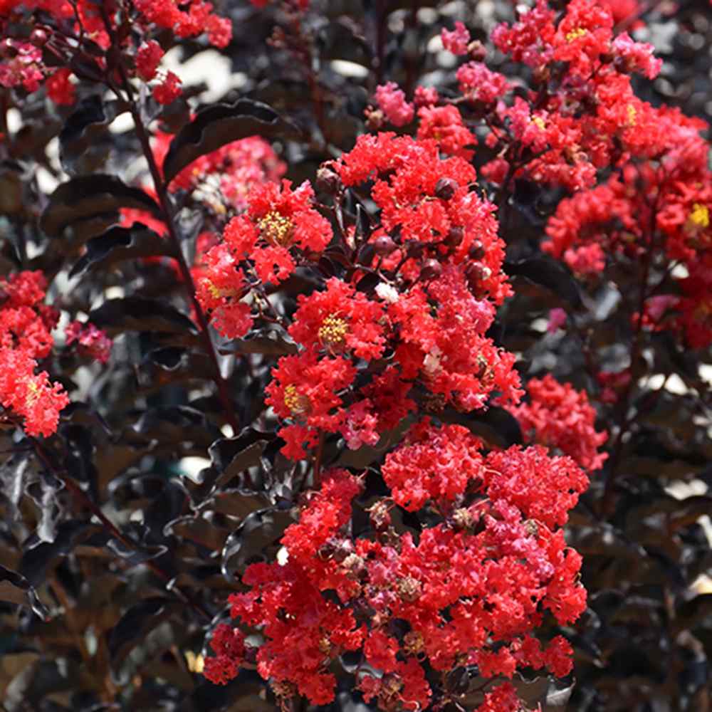 Liliac Indian Tip Copac Best Red, arbore de vara cu flori rosii-scarlet, inflorire lunga