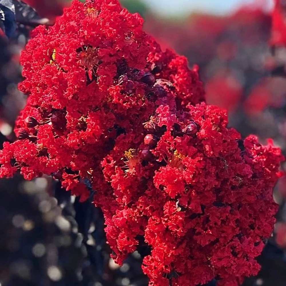 Liliac Indian Tip Copac Best Red, arbore de vara cu flori rosii-scarlet, inflorire lunga