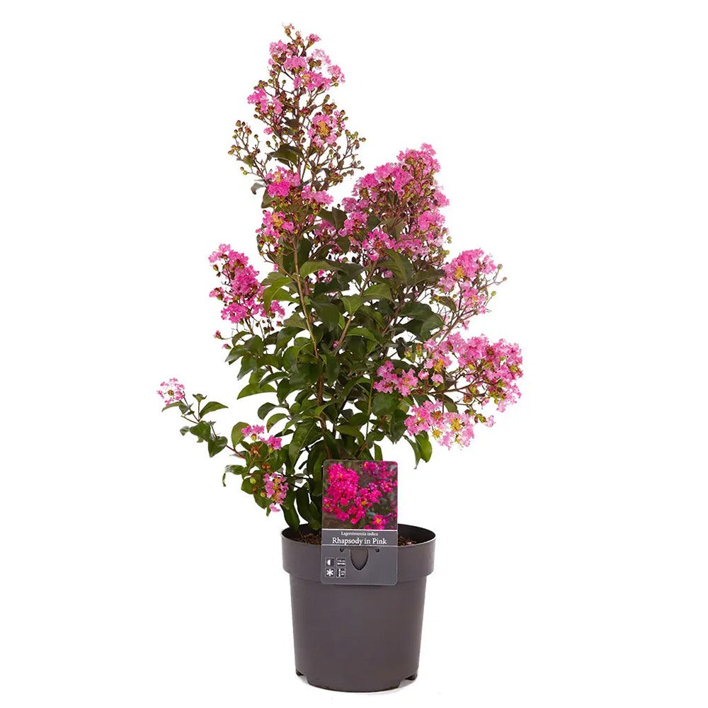 Liliac Indian Arbustiv Muskogee, arbore de vara cu flori mov-lavanda, inflorire cea mai lunga, crestere rapida