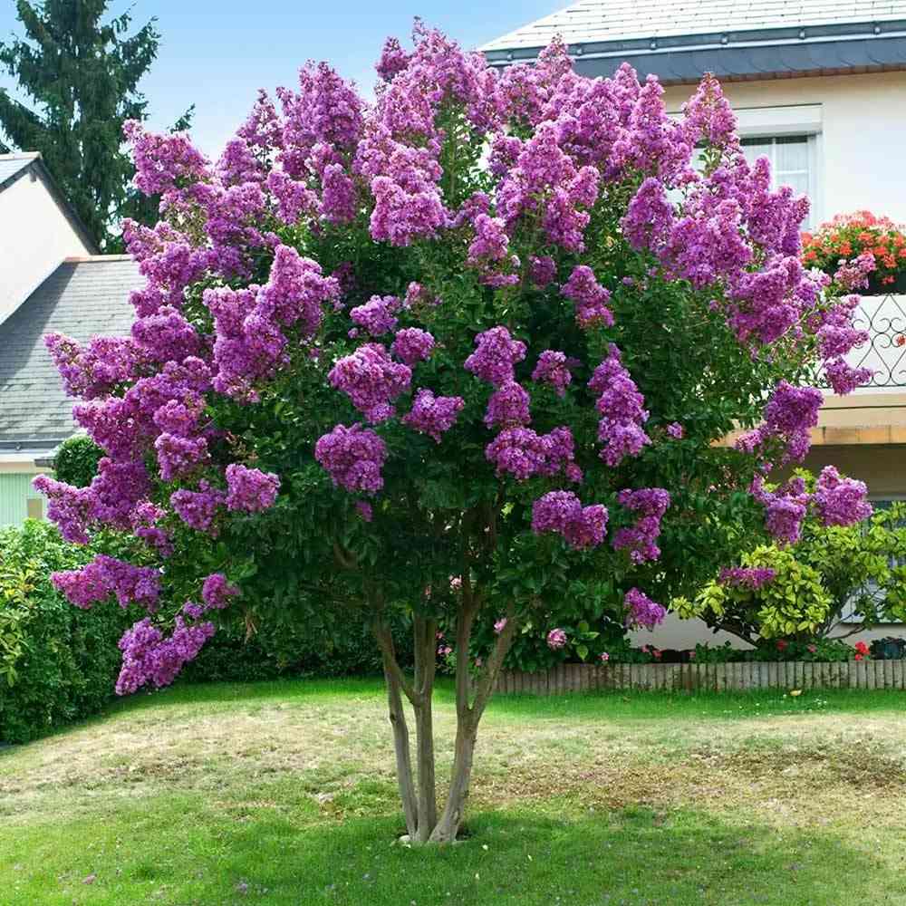 Liliac Indian Copac Violacea, cu flori mov intens, inflorire lunga vara si toamna, rezistent la inghet