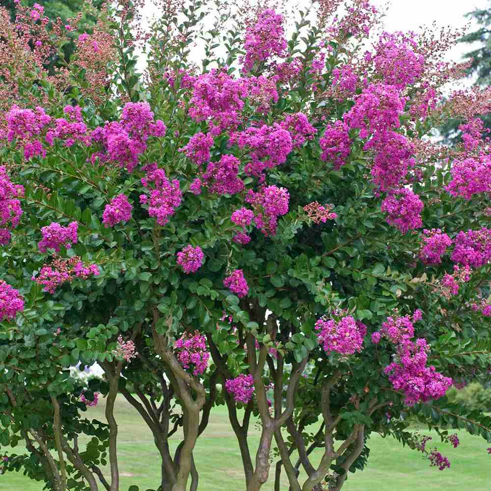 Liliac Indian Copac Violacea Grassi, copac decorativ cu flori violet-purpuriu, inflorire lunga vara si toamna, rezistent la inghet