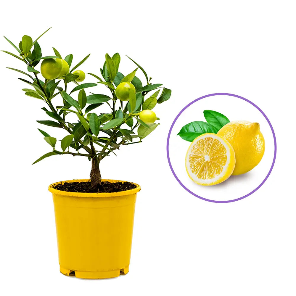 Pom Lamai Lyvia (Citrus Limon), fructifer decorativ, autofertil, fructe galbene, parfumate - 55 cm, an 1 pe rod