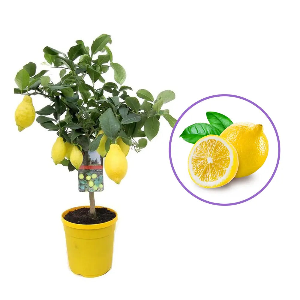 Pom Lamai (Citrus Limon), fructifer decorativ, autofertil, fructe galbene, parfumate - 80/90 cm, an 3 pe rod