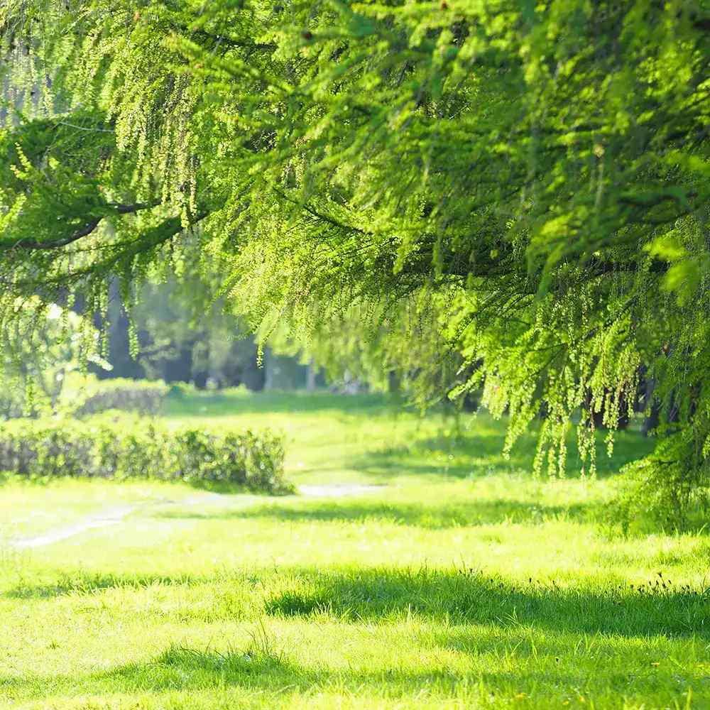 Larice/Zada (Larix decidua), conifer autohton, rezistent, crestere rapida, frunzis auriu toamna