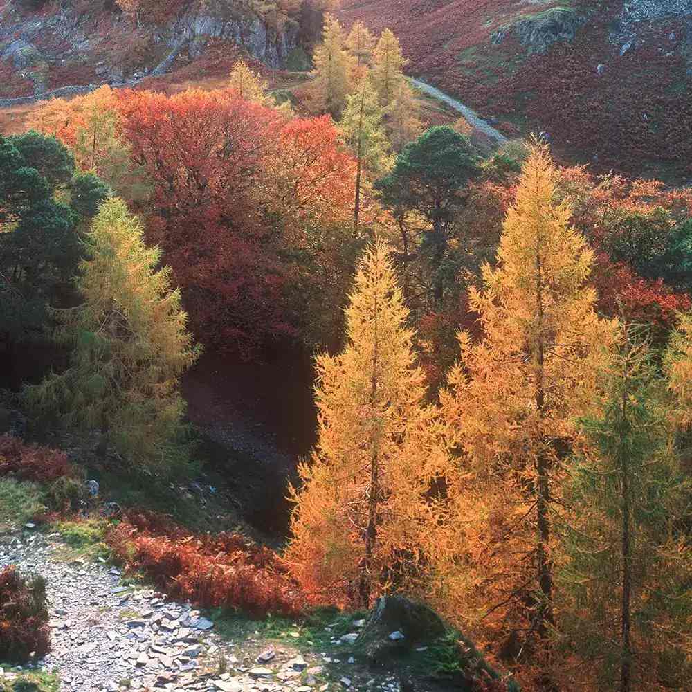 Larice/Zada (Larix decidua), conifer autohton, rezistent, crestere rapida, frunzis auriu toamna