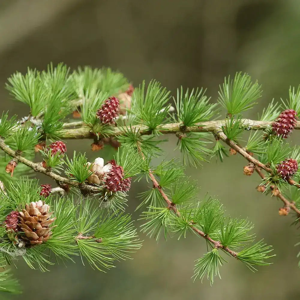 Larice/Zada (Larix decidua), conifer autohton, rezistent, crestere rapida, frunzis auriu toamna