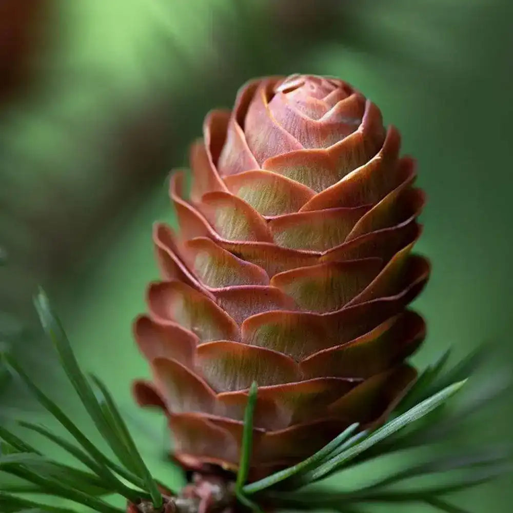 Larice/Zada (Larix decidua), conifer autohton, rezistent, crestere rapida, frunzis auriu toamna