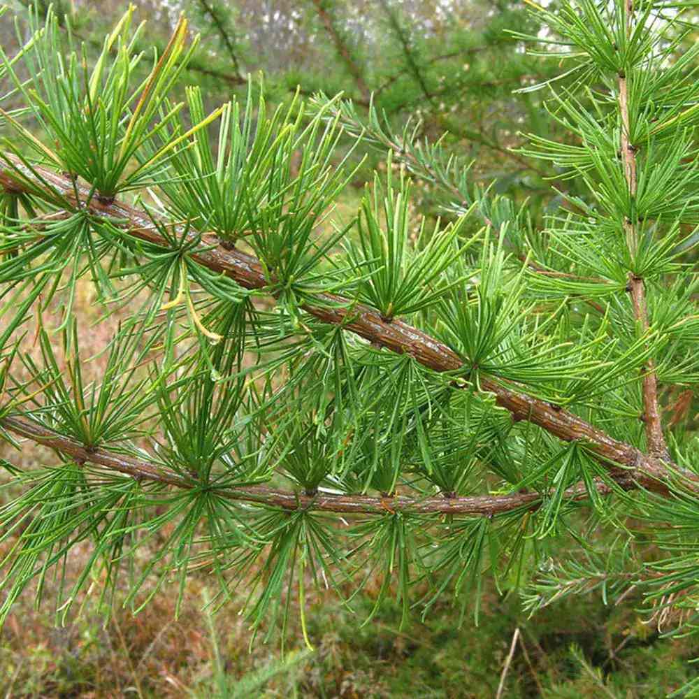 Larice/Zada (Larix decidua), conifer autohton, rezistent, crestere rapida, frunzis auriu toamna