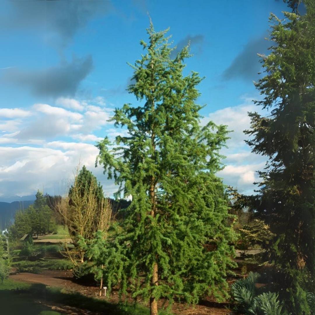 Larice/Zada (Larix) kaempferi, conifer autohton, rezistent, crestere rapida