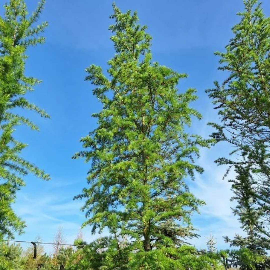 Larice/Zada (Larix) kaempferi, conifer autohton, rezistent, crestere rapida