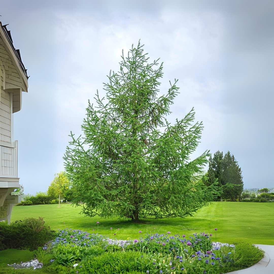 Larice/Zada (Larix) kaempferi, conifer autohton, rezistent, crestere rapida