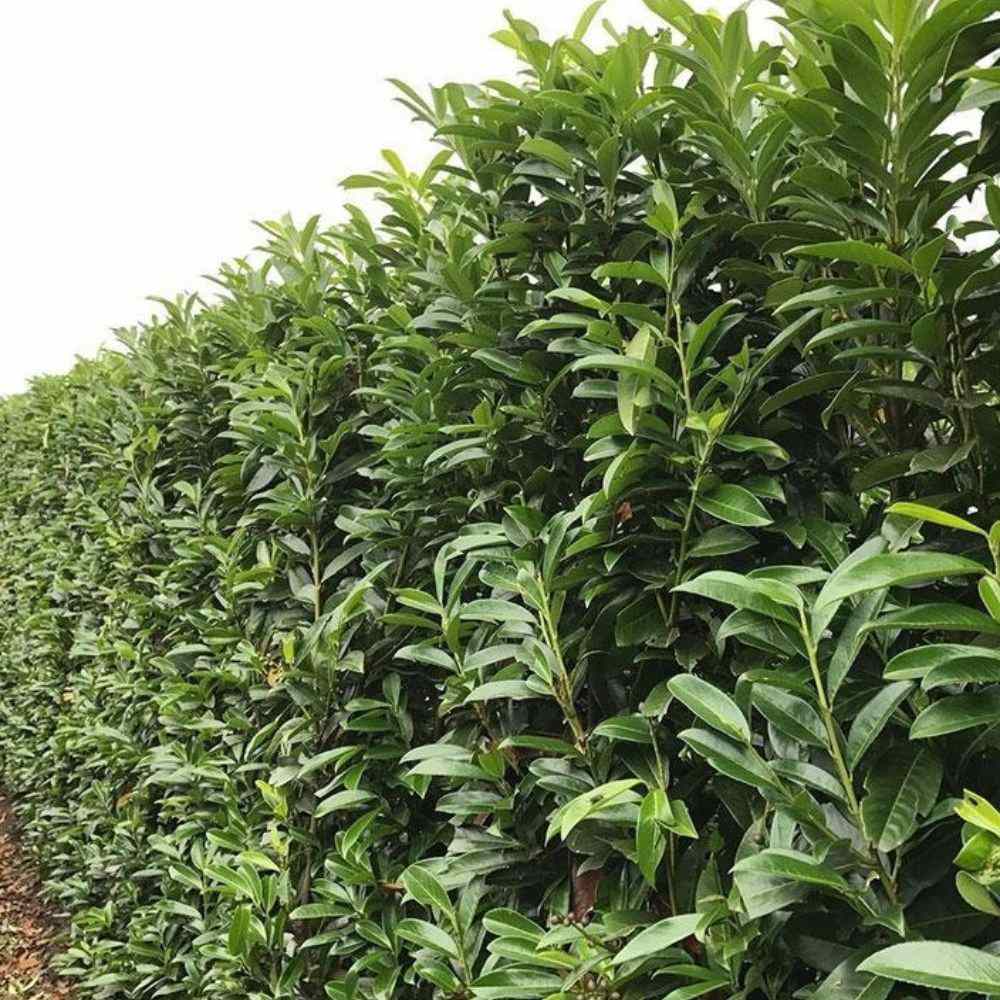 Laur englezesc (Prunus laurocerasus) Genolia
