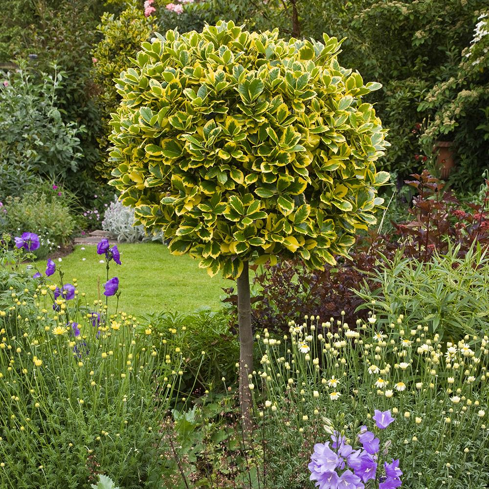 Laur Japonez (Ilex) Golden King Tip Copacel, arbore vesnic verde, frunze pestrite aurii, fructe rosii decorative, decor de iarna