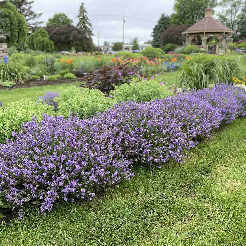 Lavanda franceza Phenomenal- Parfum Intens