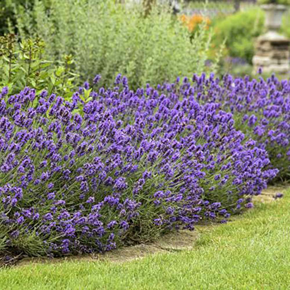 Lavanda franceza Phenomenal- Parfum Intens