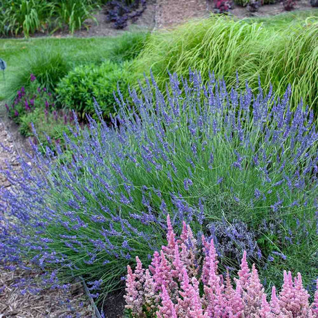 Lavanda franceza Phenomenal- Parfum Intens