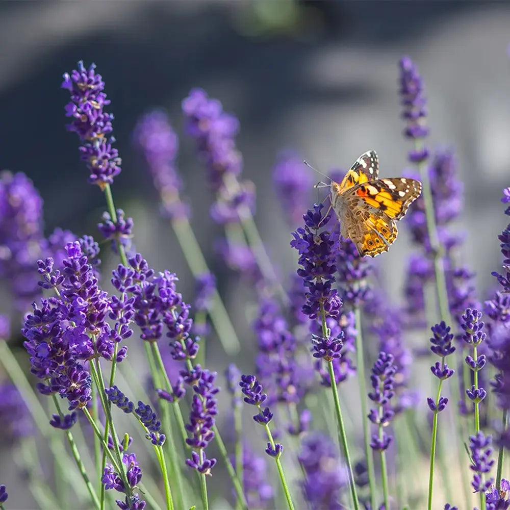 Lavanda Englezeasca Havanna (Lavandula Angustifolia), Lavanda Lavandula Angustifolia Havana cu flori parfumate, rezistenta iarna, atrage albine
