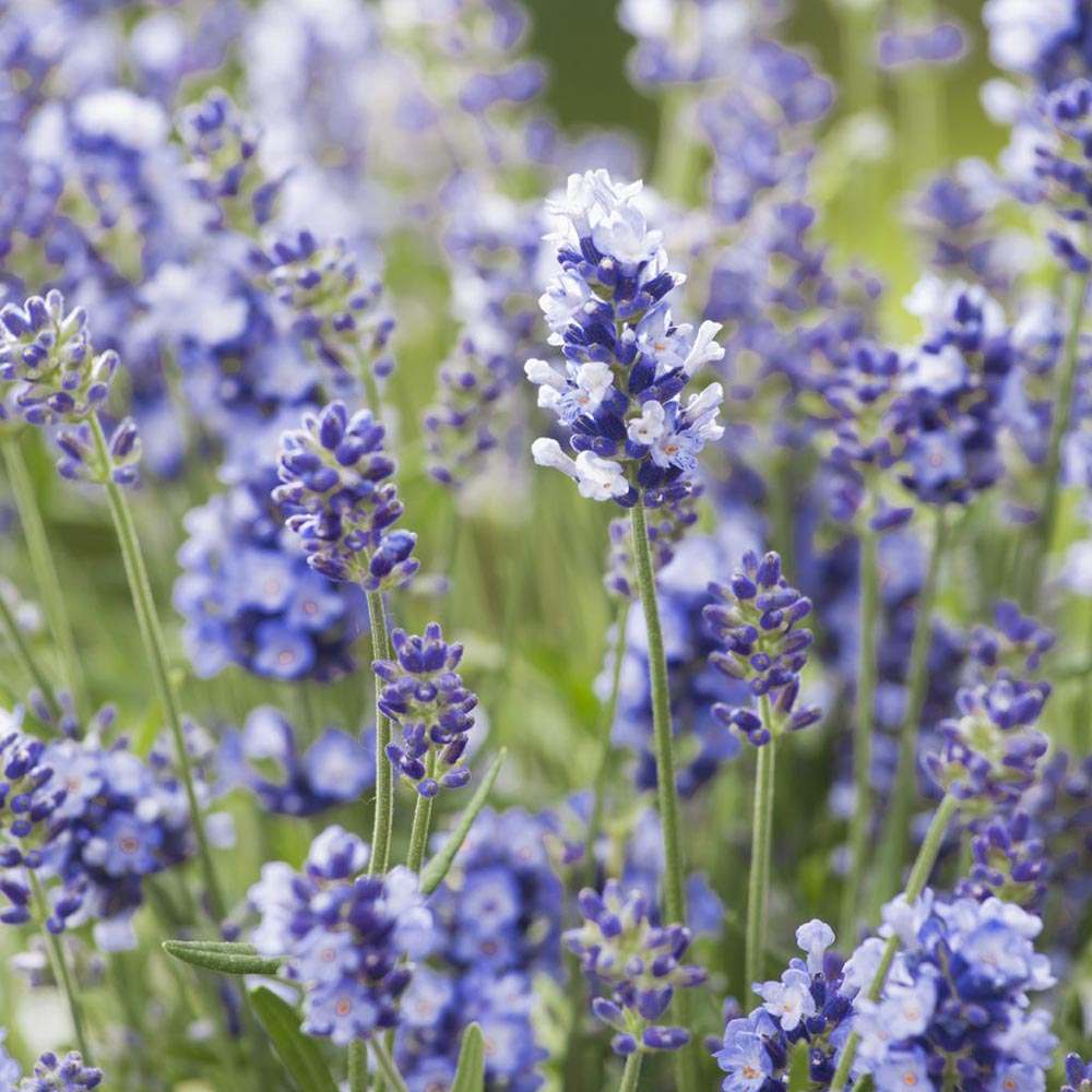 Lavanda Englezeasca Essence Purple lavanda parfumata albastra-mov intens, perena decorativa, rezistenta seceta si frig