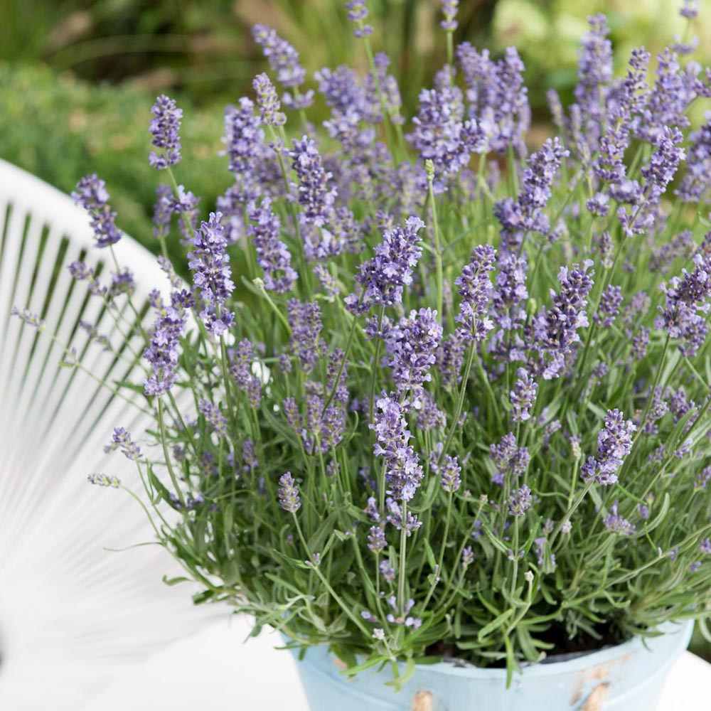 Lavanda Englezeasca Essence Purple lavanda parfumata albastra-mov intens, perena decorativa, rezistenta seceta si frig