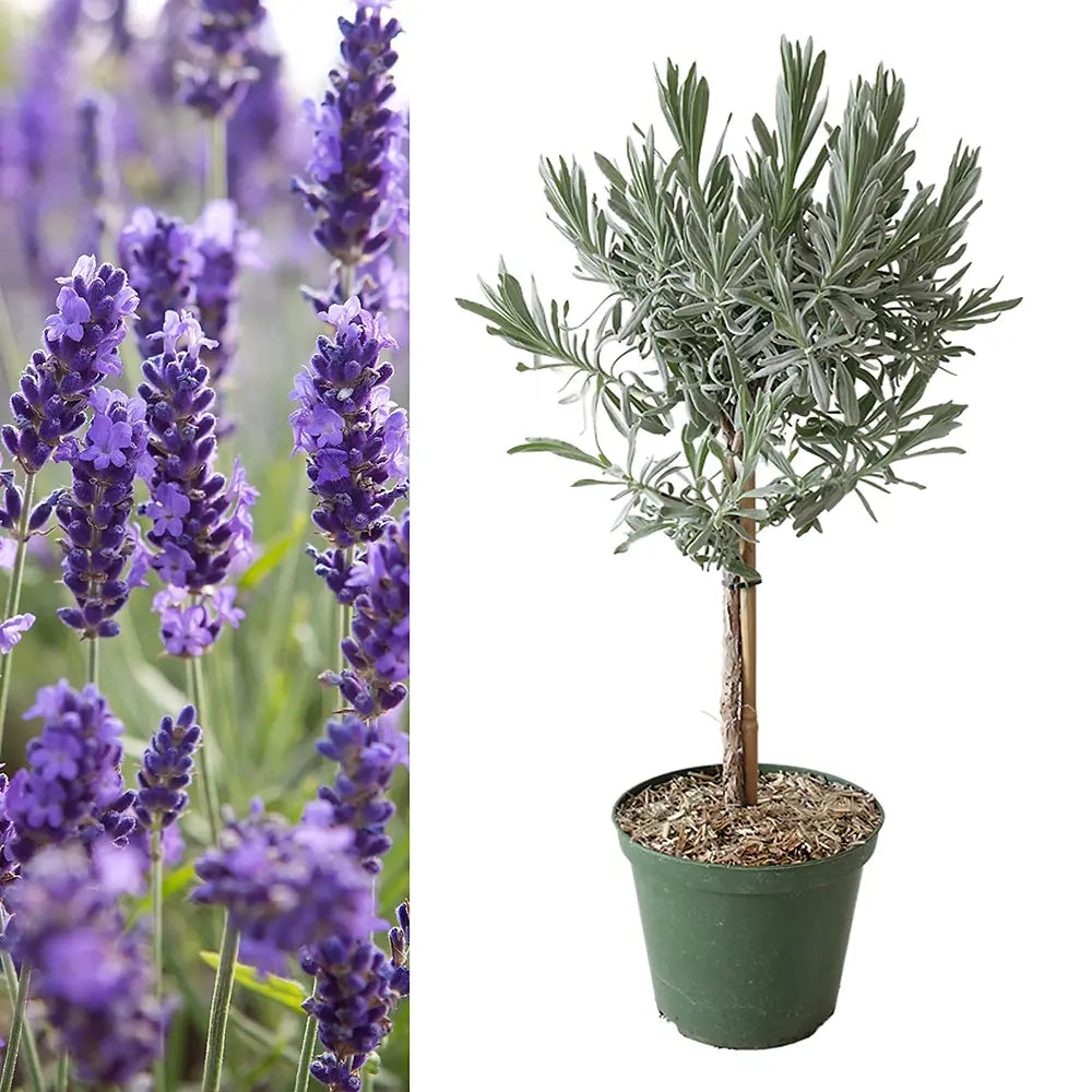 Lavanda Englezeasca Hidcote Blue pe tulpina, cu flori albastre-mov si parfum seducator