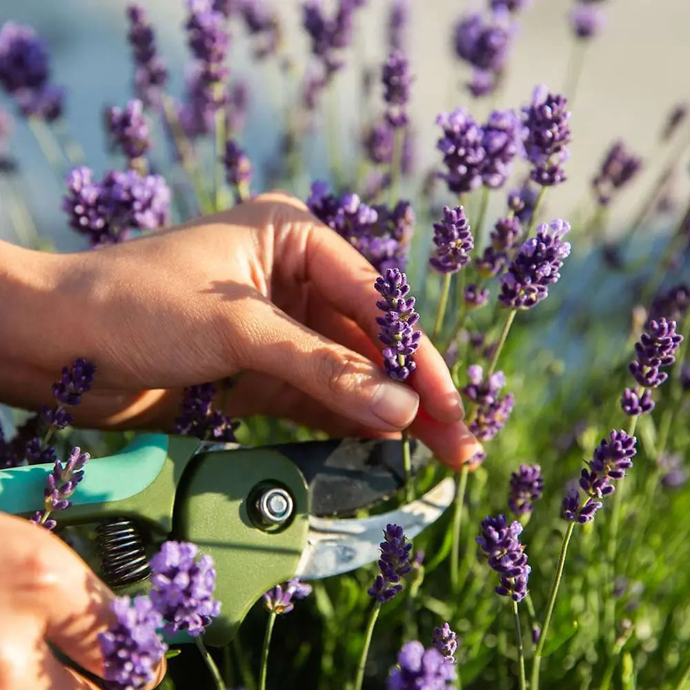 Lavanda Englezeasca Hidcote Blue pe tulpina, cu flori albastre-mov si parfum seducator