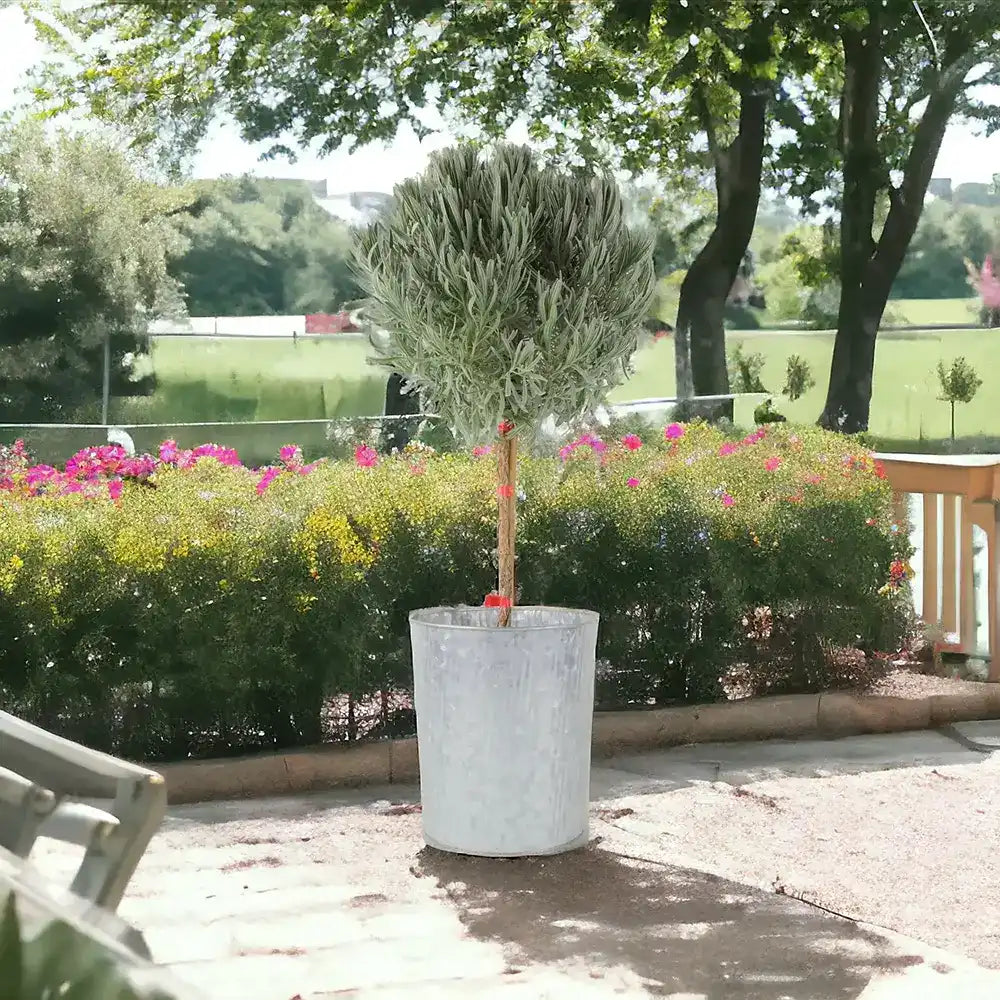 Lavanda Englezeasca Hidcote Blue pe tulpina, cu flori albastre-mov si parfum seducator