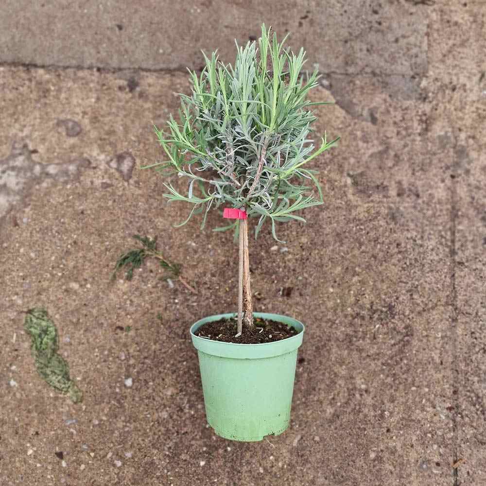 Lavanda Englezeasca Hidcote Blue pe tulpina, cu flori albastre-mov si parfum seducator