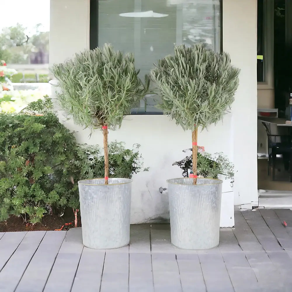 Lavanda Englezeasca Hidcote Blue pe tulpina, cu flori albastre-mov si parfum seducator