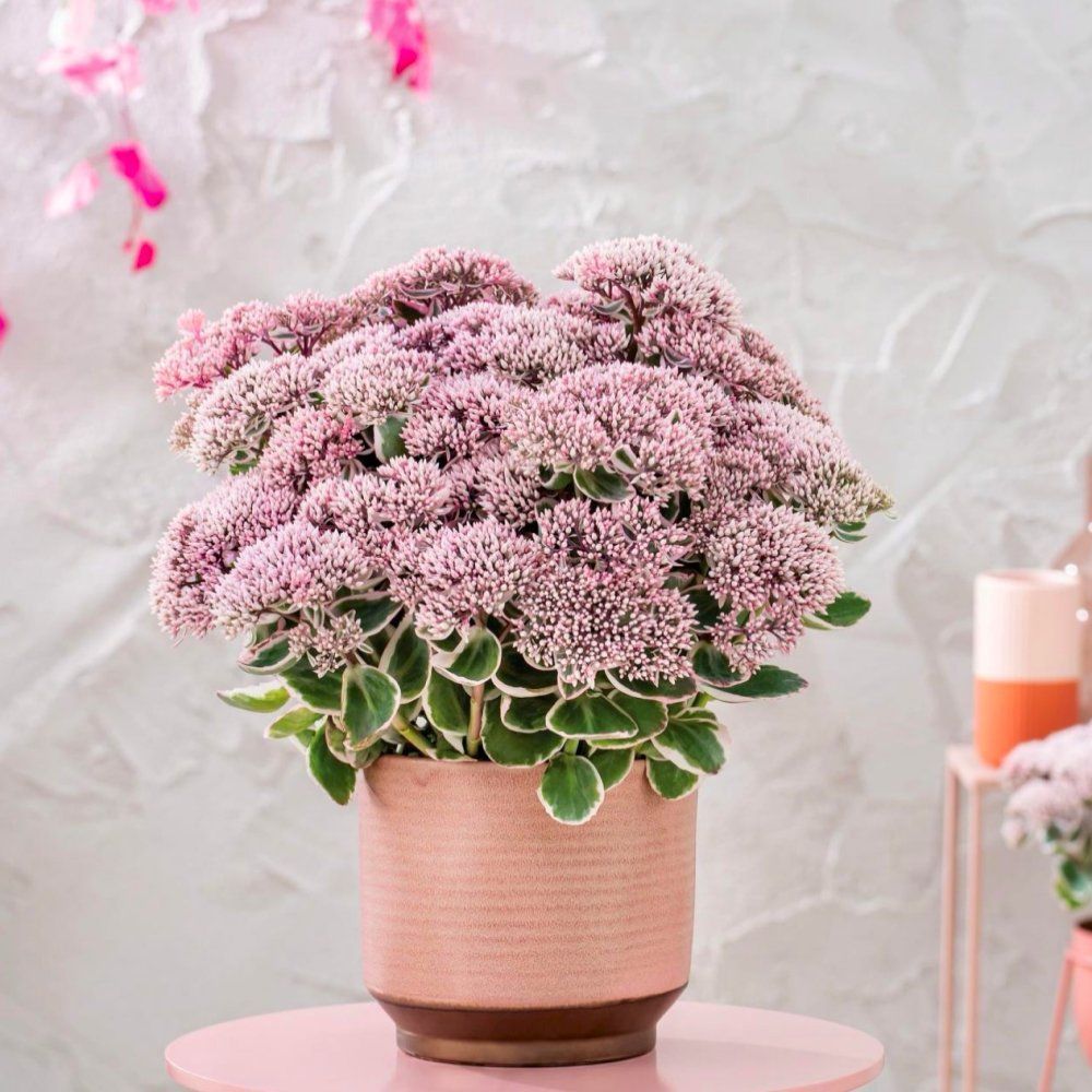 Iarba grasa Sedum La Vie and Rose, Planta Suculenta Perena cu Flori Roz si Frunzis Decorativ