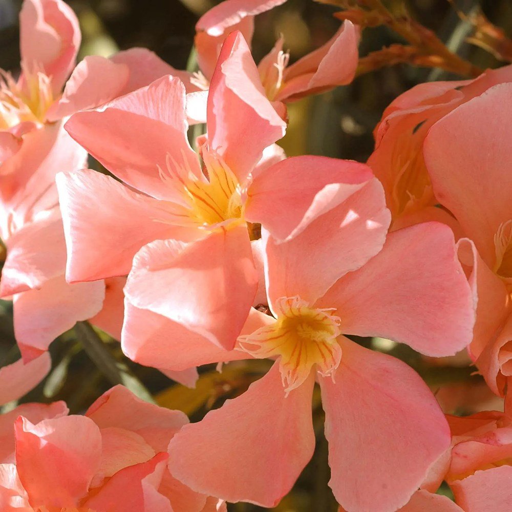 Leandru Nerium Tufa, cu Flori roz somon - VERDENA-60 cm inaltime, livrat in ghiveci de 6.5 l