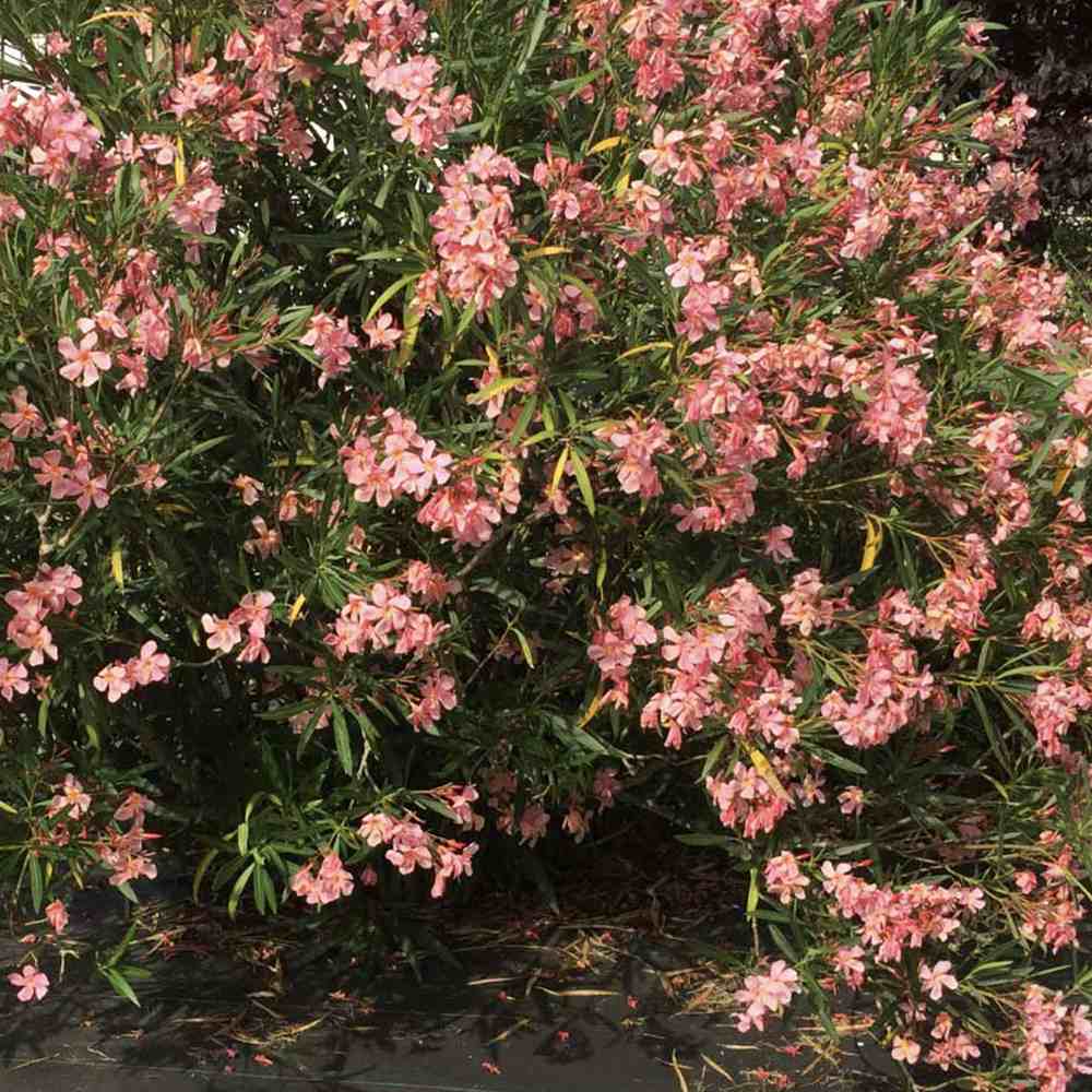 Leandru Nerium Tufa, cu Flori roz somon