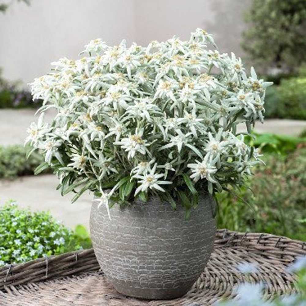 Floarea-de-colt (Leontopodium alpinum), cu flori albe, perena rezistenta decorativa pentru stanca