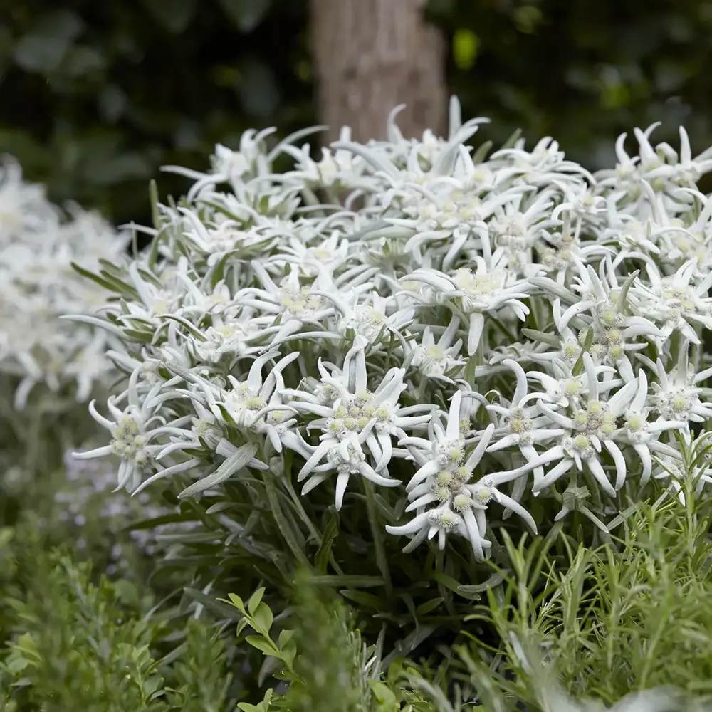 Floarea-de-colt (Leontopodium alpinum), cu flori albe, perena rezistenta decorativa pentru stanca