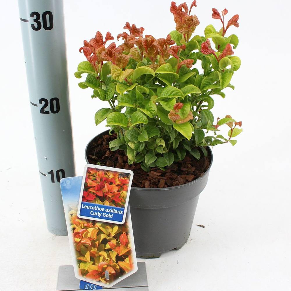 Leucothoe Curly Gold, arbust vesnic verde cu frunzis auriu ondulat si colorit spectaculos