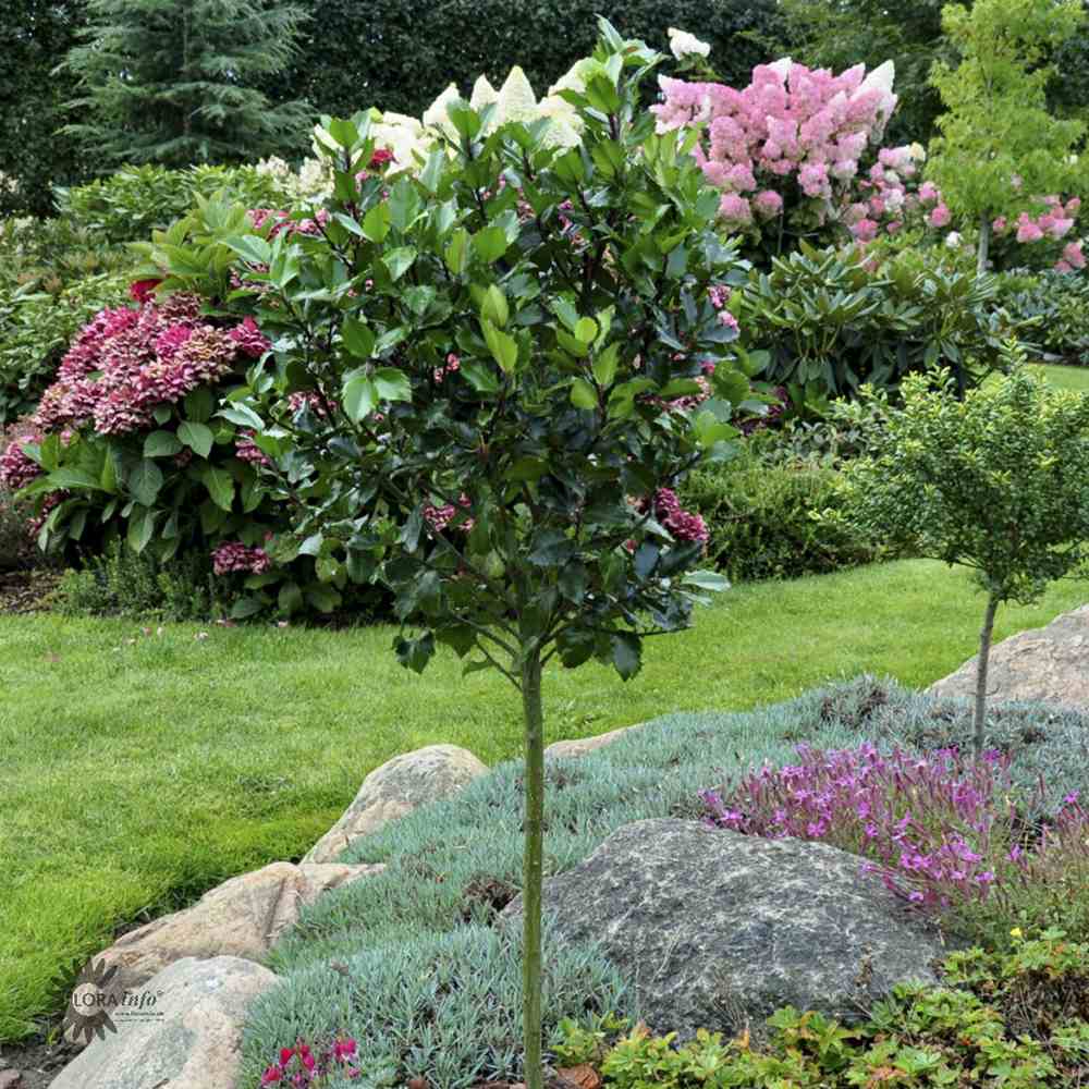 Ilex Blue Maid Copacel, frunzis verde-inchis, vesnic verde, fructe rosii decorative, decor iarna