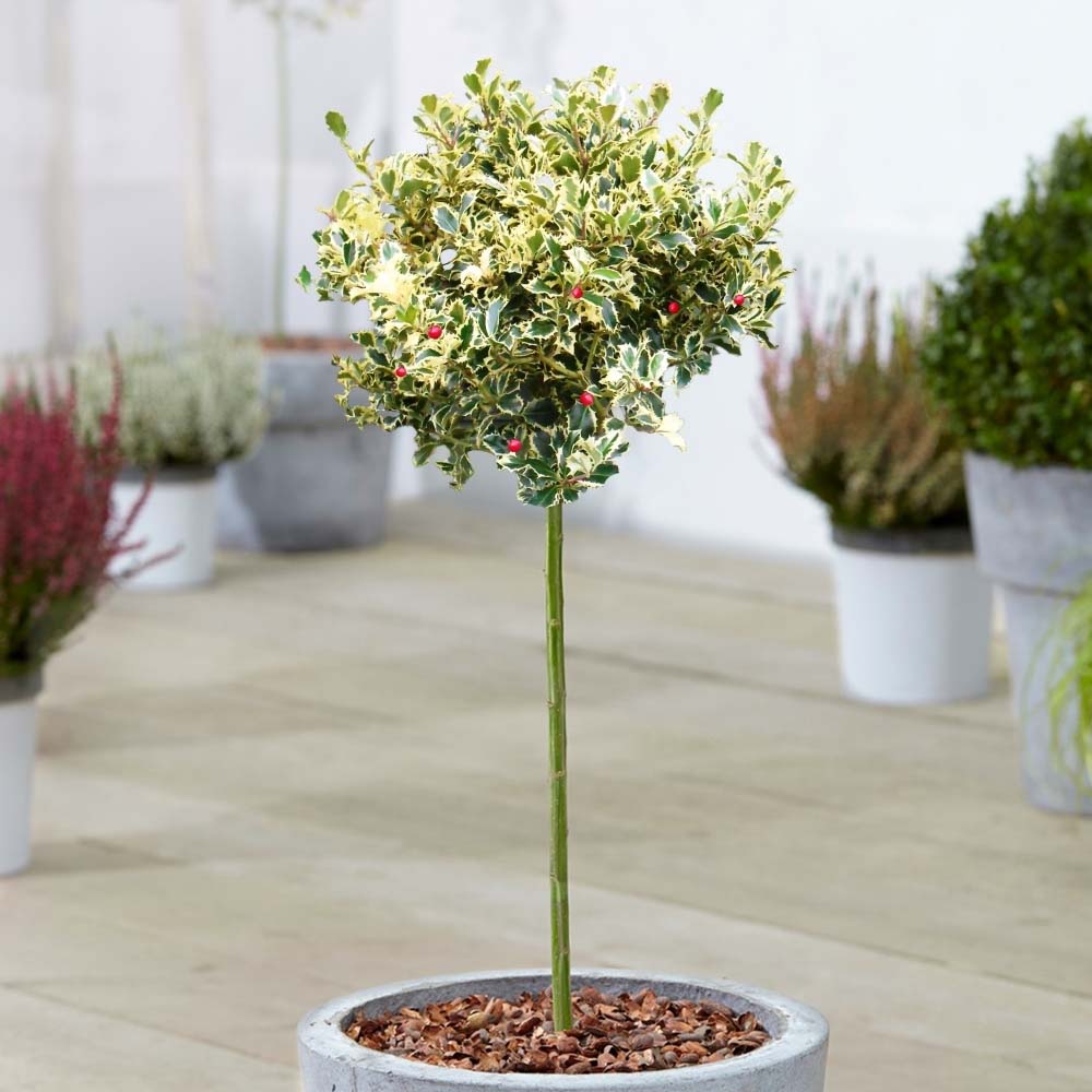 Laur Japonez (Ilex) Golden King Tip Copacel, arbore vesnic verde, frunze pestrite aurii, fructe rosii decorative, decor de iarna