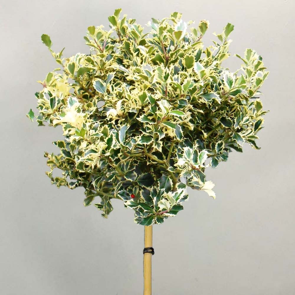 Laur Japonez (Ilex) Golden King Tip Copacel, arbore vesnic verde, frunze pestrite aurii, fructe rosii decorative, decor de iarna