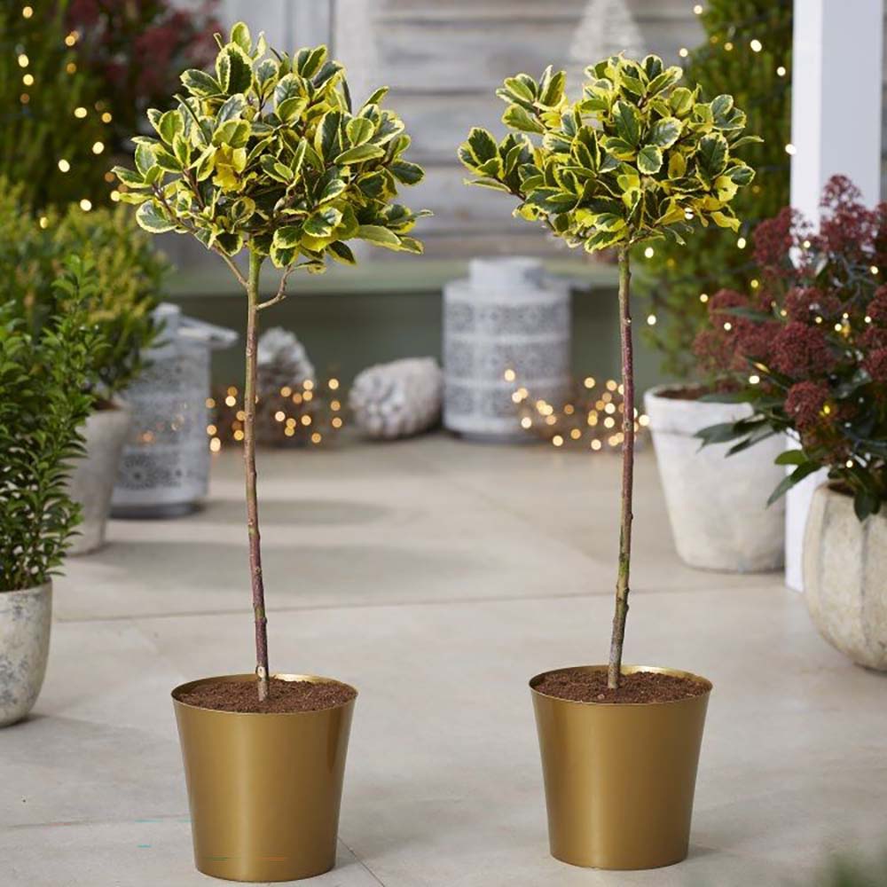 Laur Japonez (Ilex) Golden King Tip Copacel, arbore vesnic verde, frunze pestrite aurii, fructe rosii decorative, decor de iarna