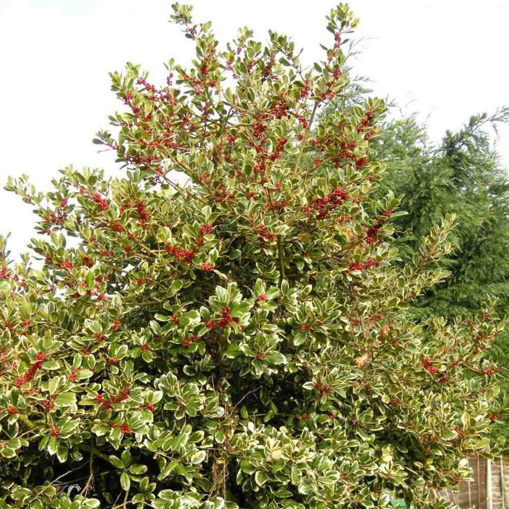 Laur Japonez (Ilex) Golden King Tip Copacel, arbore vesnic verde, frunze pestrite aurii, fructe rosii decorative, decor de iarna