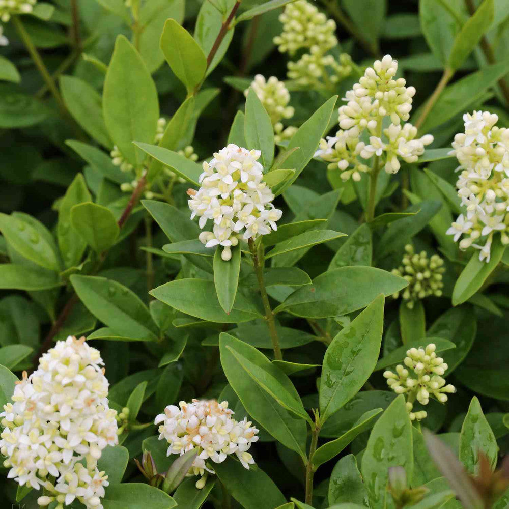 Lemn Cainesc comun cu frunza mica (Ligustrum Atrovirens), gard viu dens, crestere rapida, vesnic verde