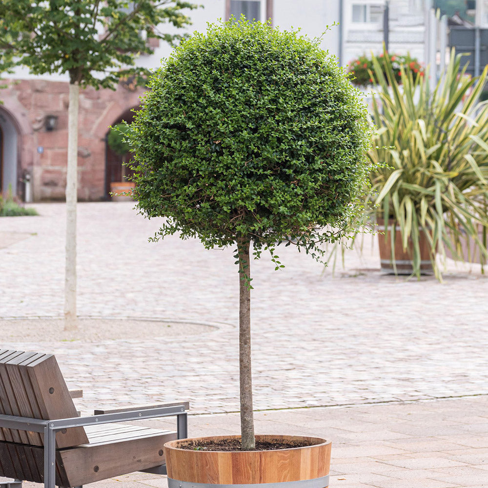 Lemn Cainesc Ligustrum Delavayanum- Tip Copac