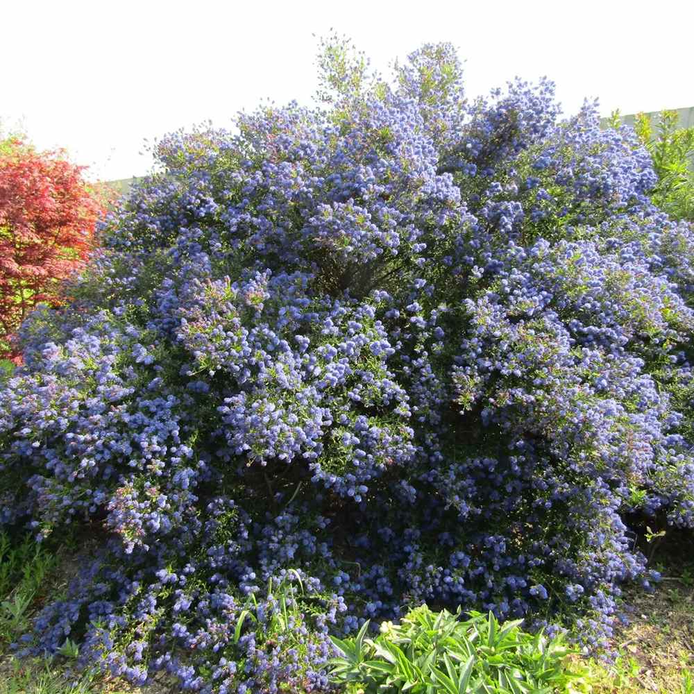 Liliac albastru californian vesnic verde (Ceanothus delieanus Gloire de Versailles)