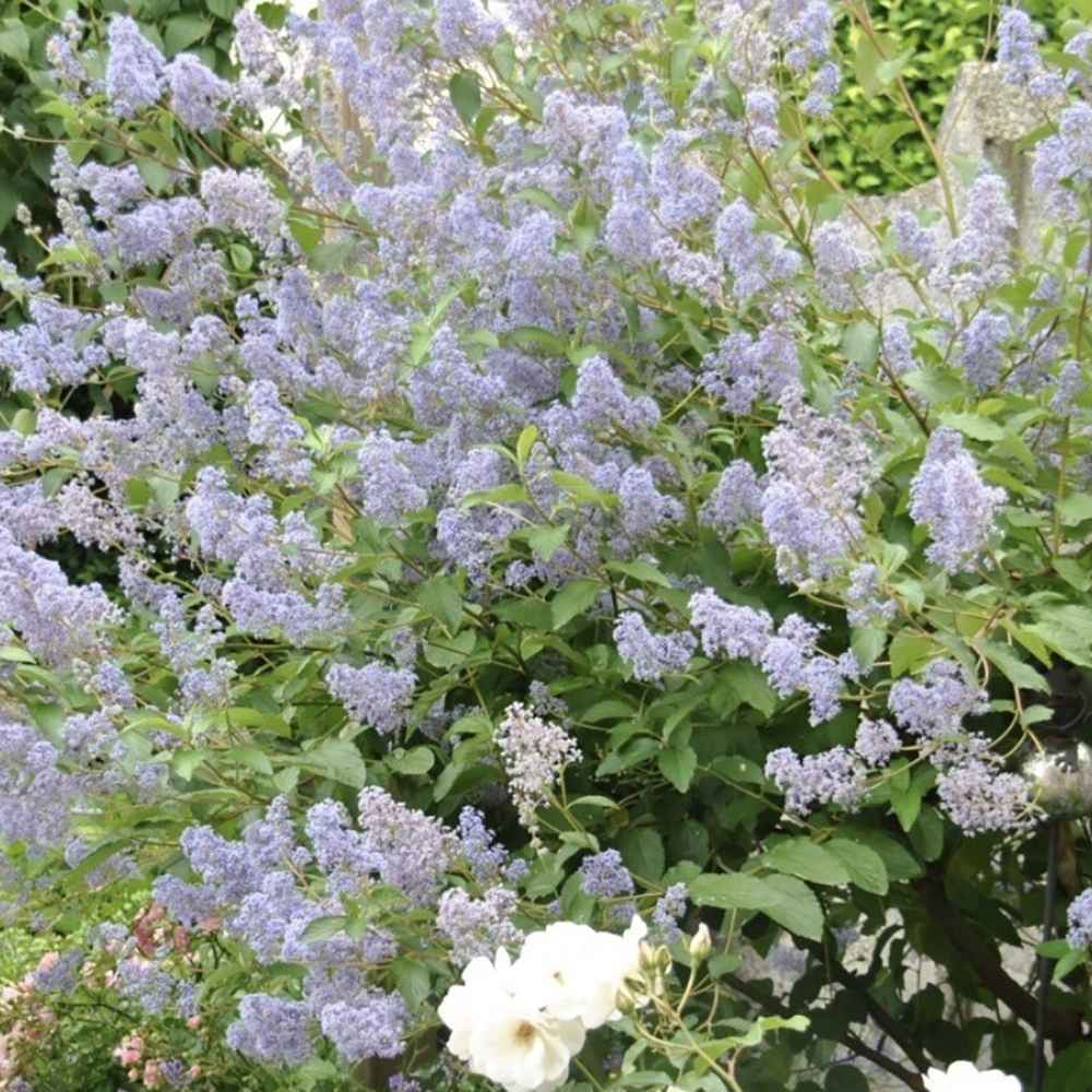 Liliac albastru californian vesnic verde (Ceanothus delieanus Gloire de Versailles)