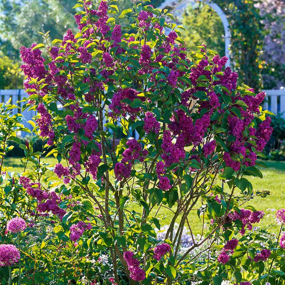 Liliac Nobil Andenken An Ludwig Spaeth (Syringa), arbust decorativ ccu flori duble mov-purpurii, parfum puternic, iubitor de soare