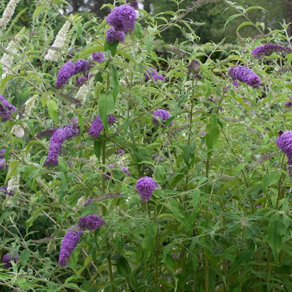Liliac de vara Ile de France, cu flori mov si parfumate