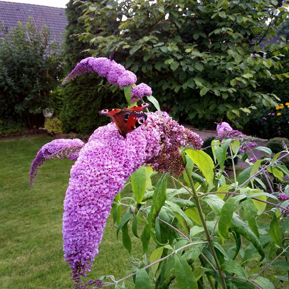 Liliac de vara Ile de France, cu flori mov si parfumate