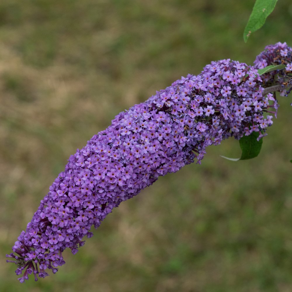 Liliac de vara Ile de France, cu flori mov si parfumate