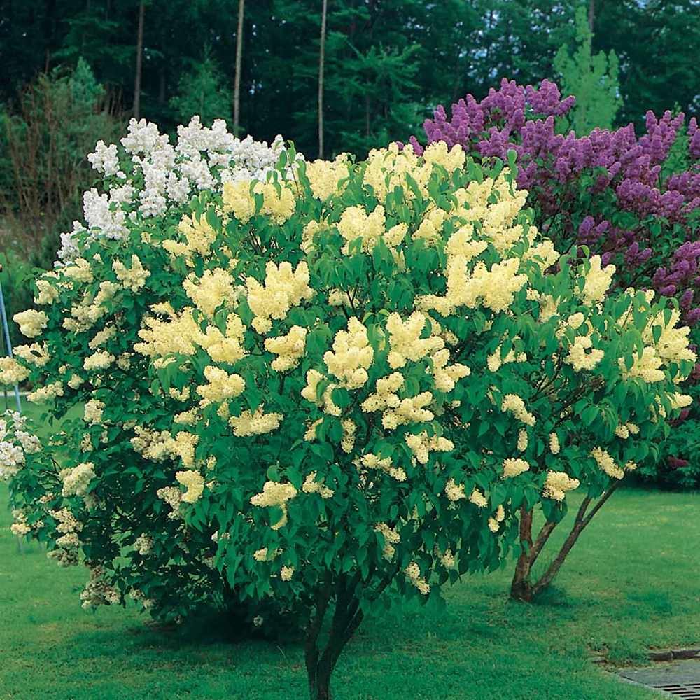 Liliac Primrose (Syringa), cu flori galben-creme