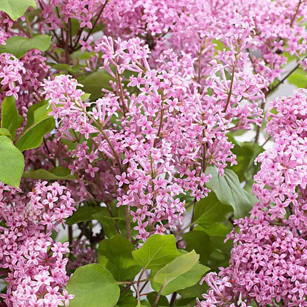 Liliac (Syringa) Copac Josee, cu Flori Roz