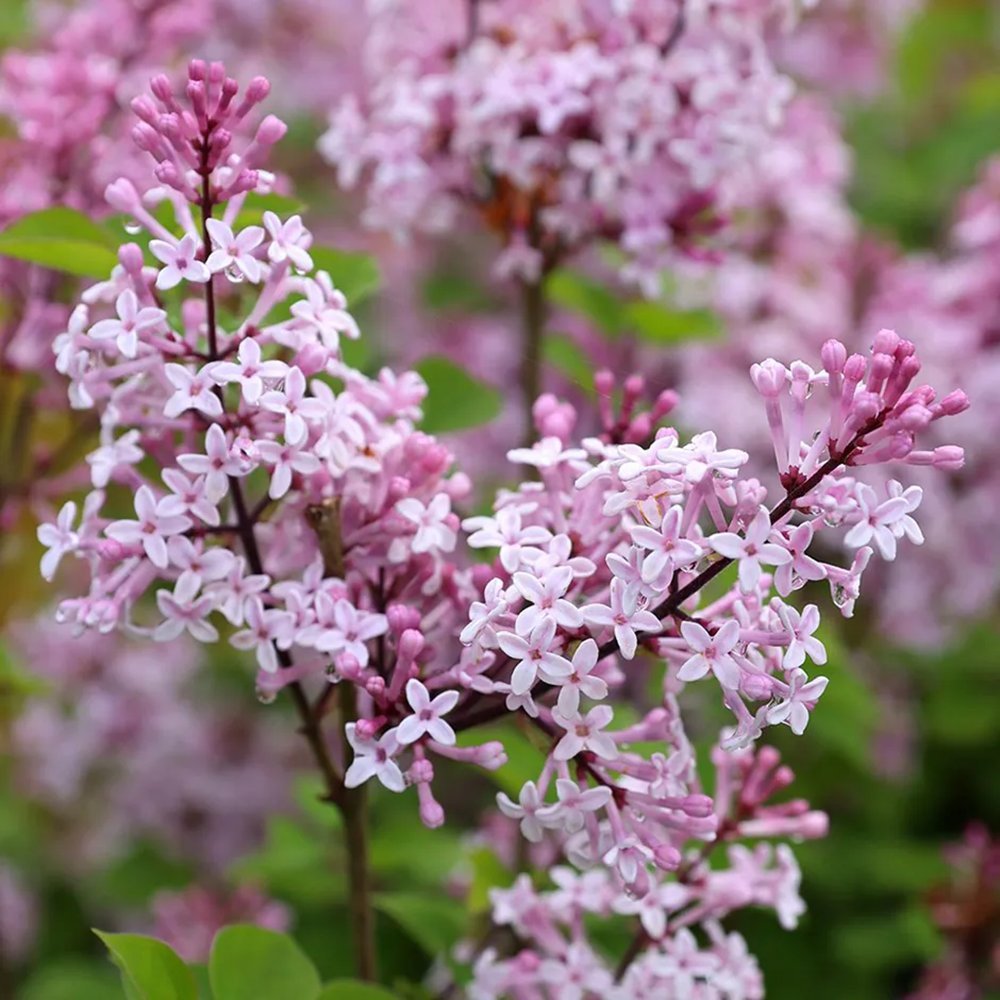 Liliac (Syringa) Copac Josee, cu Flori Roz